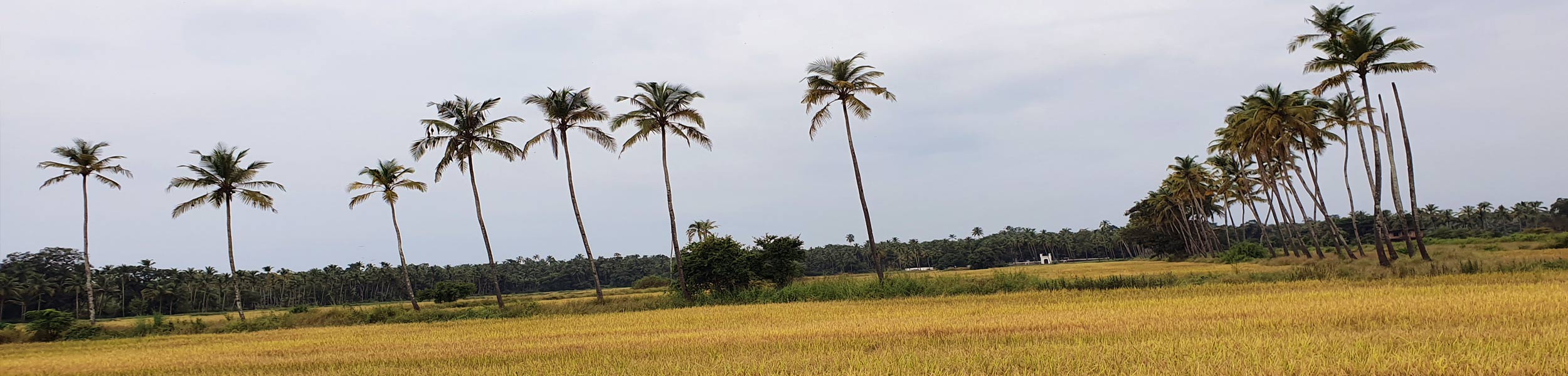 plams-rice-field